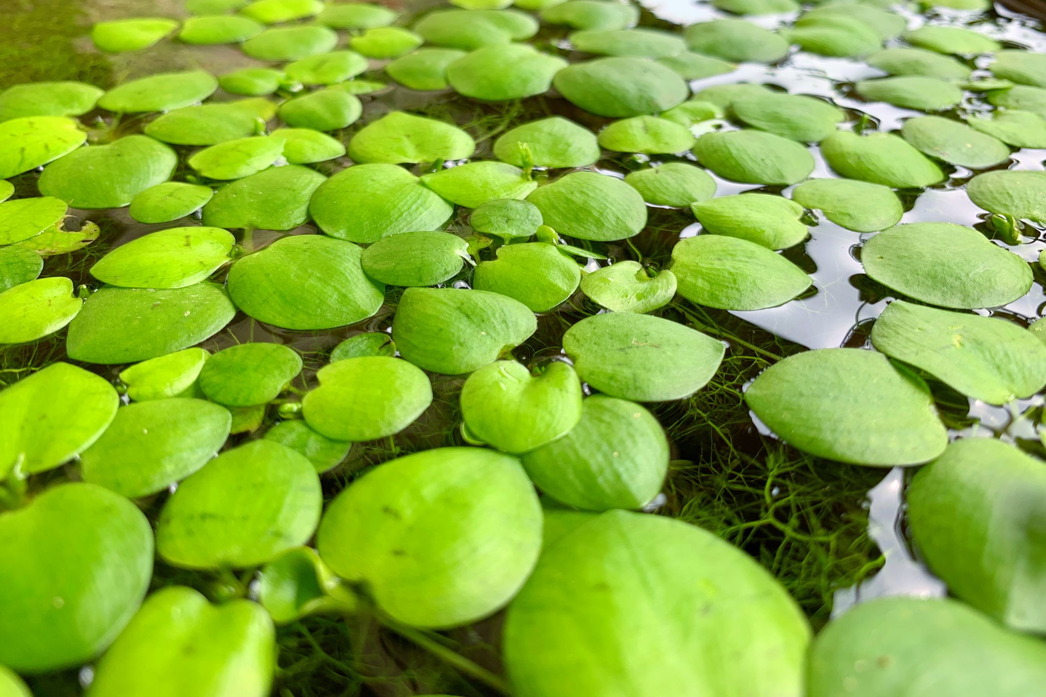 Amazon Frogbit sur la surface de l'eau