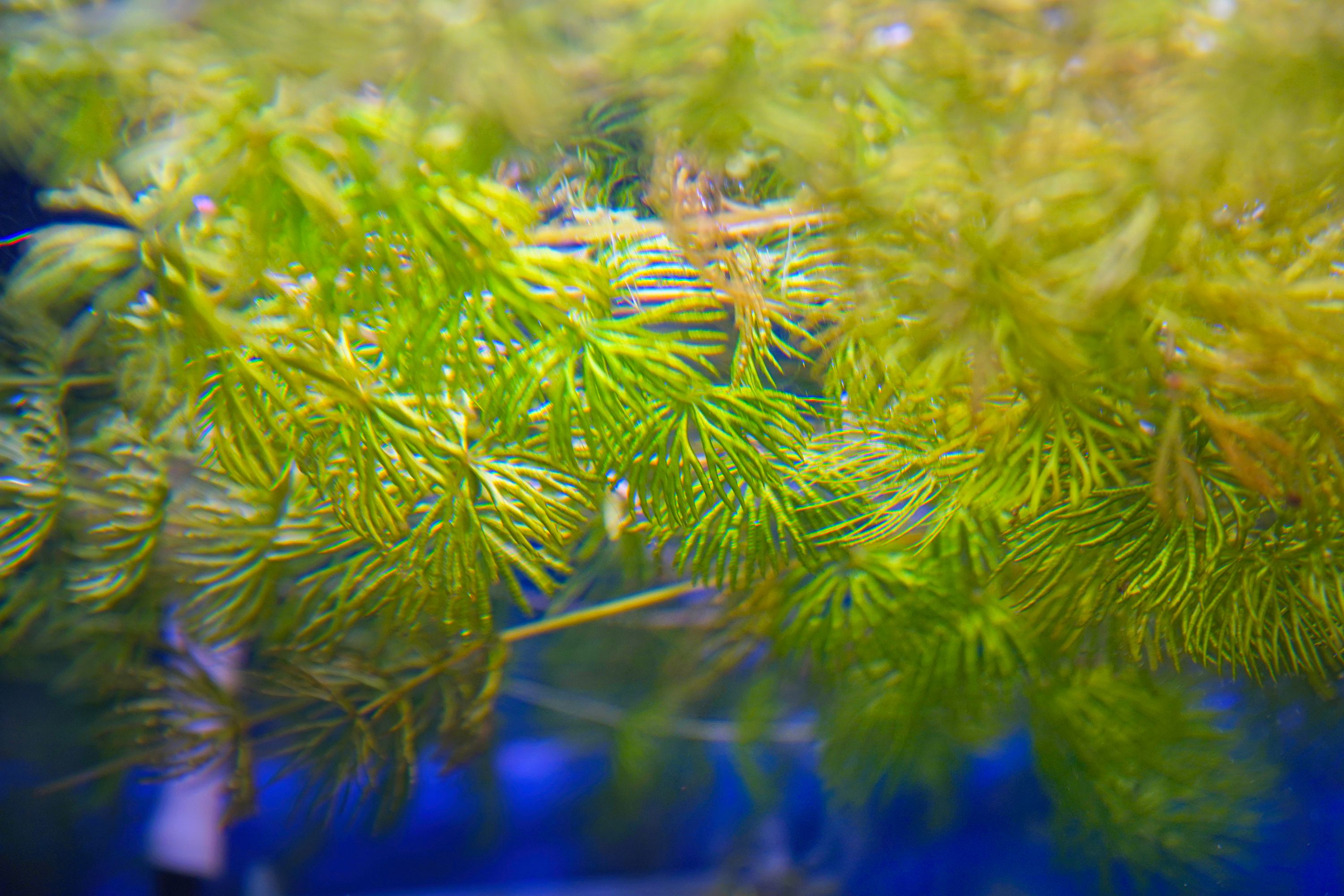 Hornwort flottant dans l'aquarium