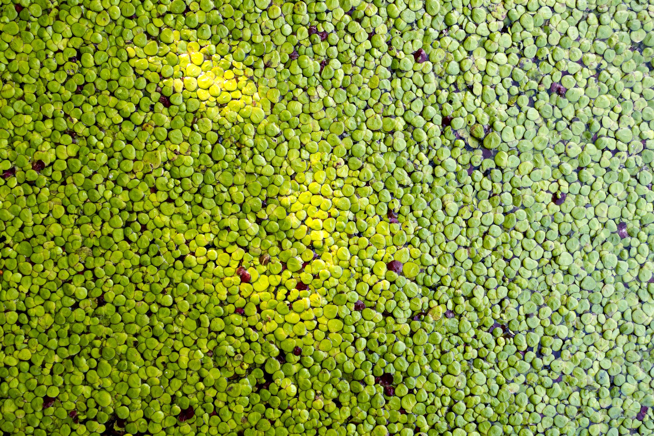Lente du canard à la surface d'un étang