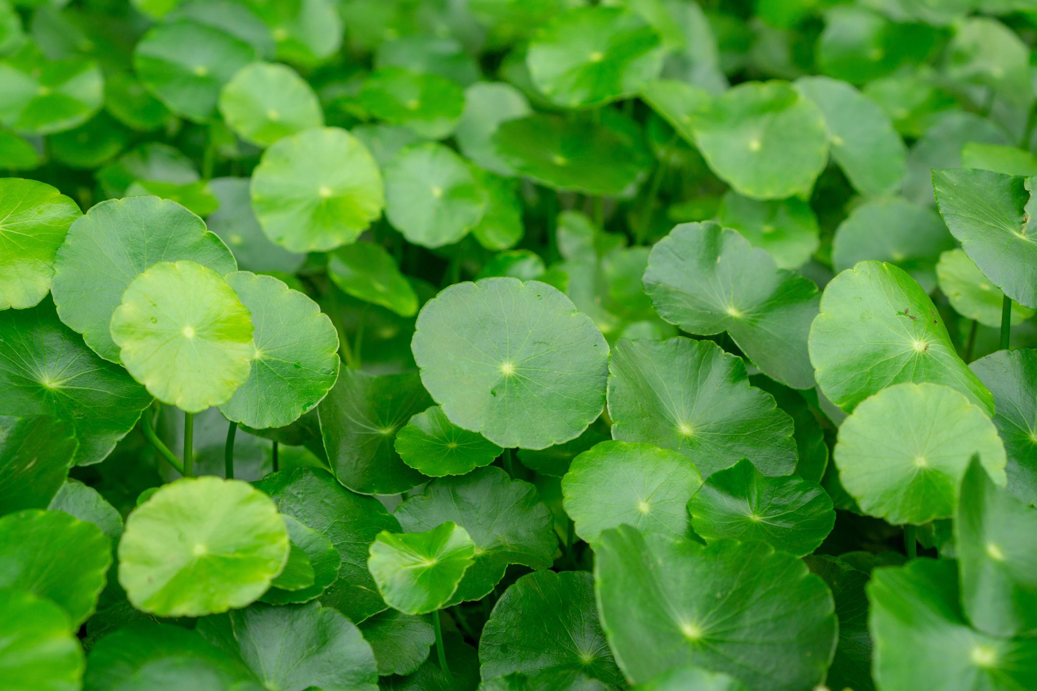 Pennywort