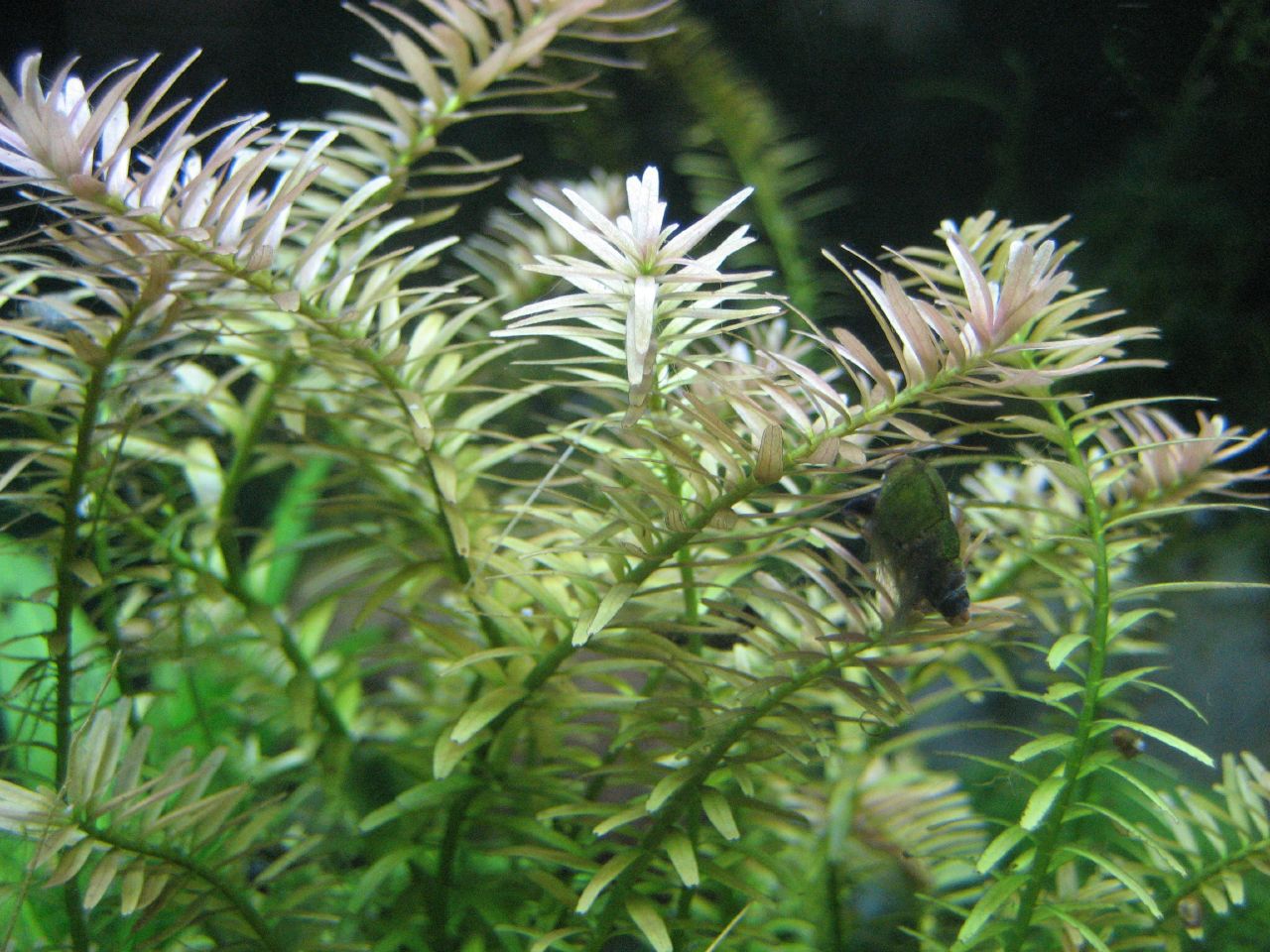 Rotala indica