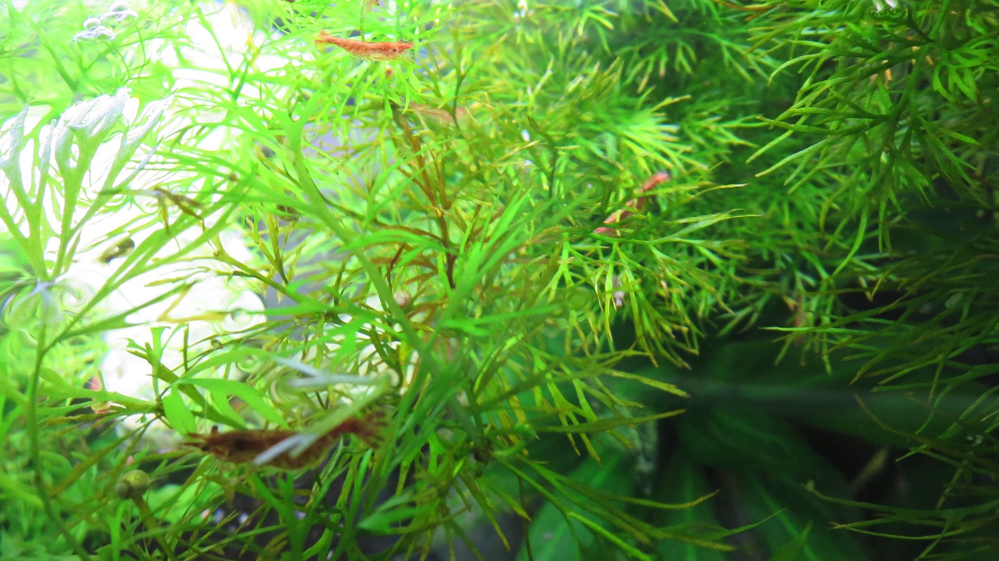 Crevettes à l'eau