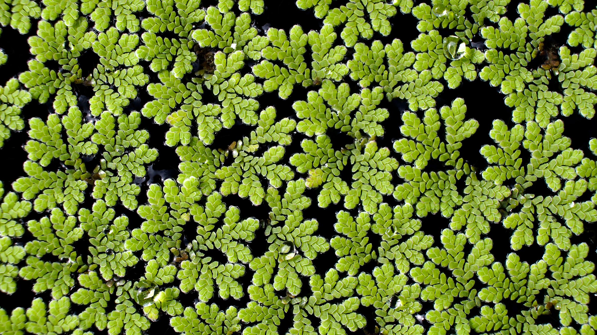 Moustique Fern à la surface de l'eau
