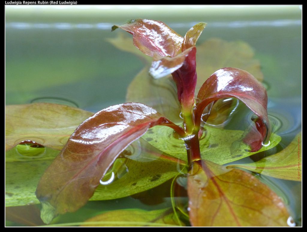 Ludwigia flottante repense en croissance au-dessus de la surface de l'eau
