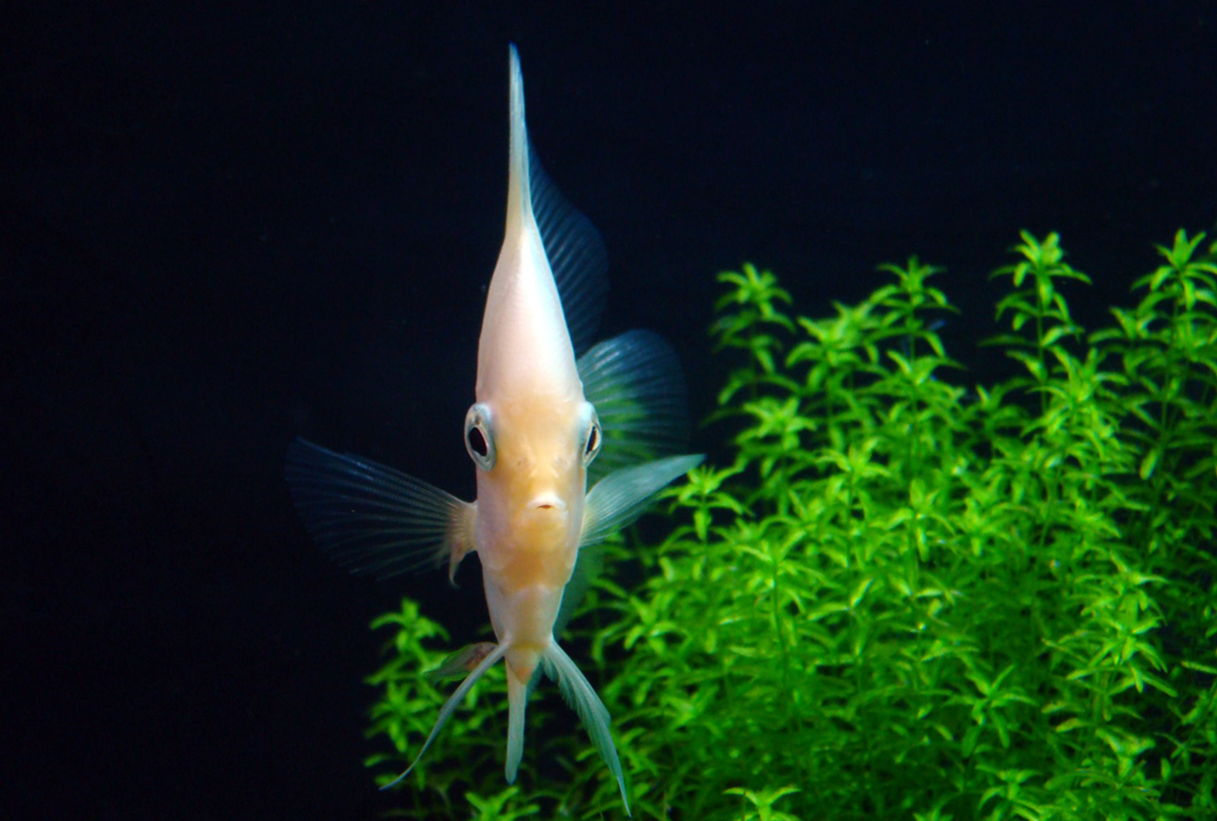 plante flottante de perle dans l'arrière-plan du poisson de couleur crème au premier plan