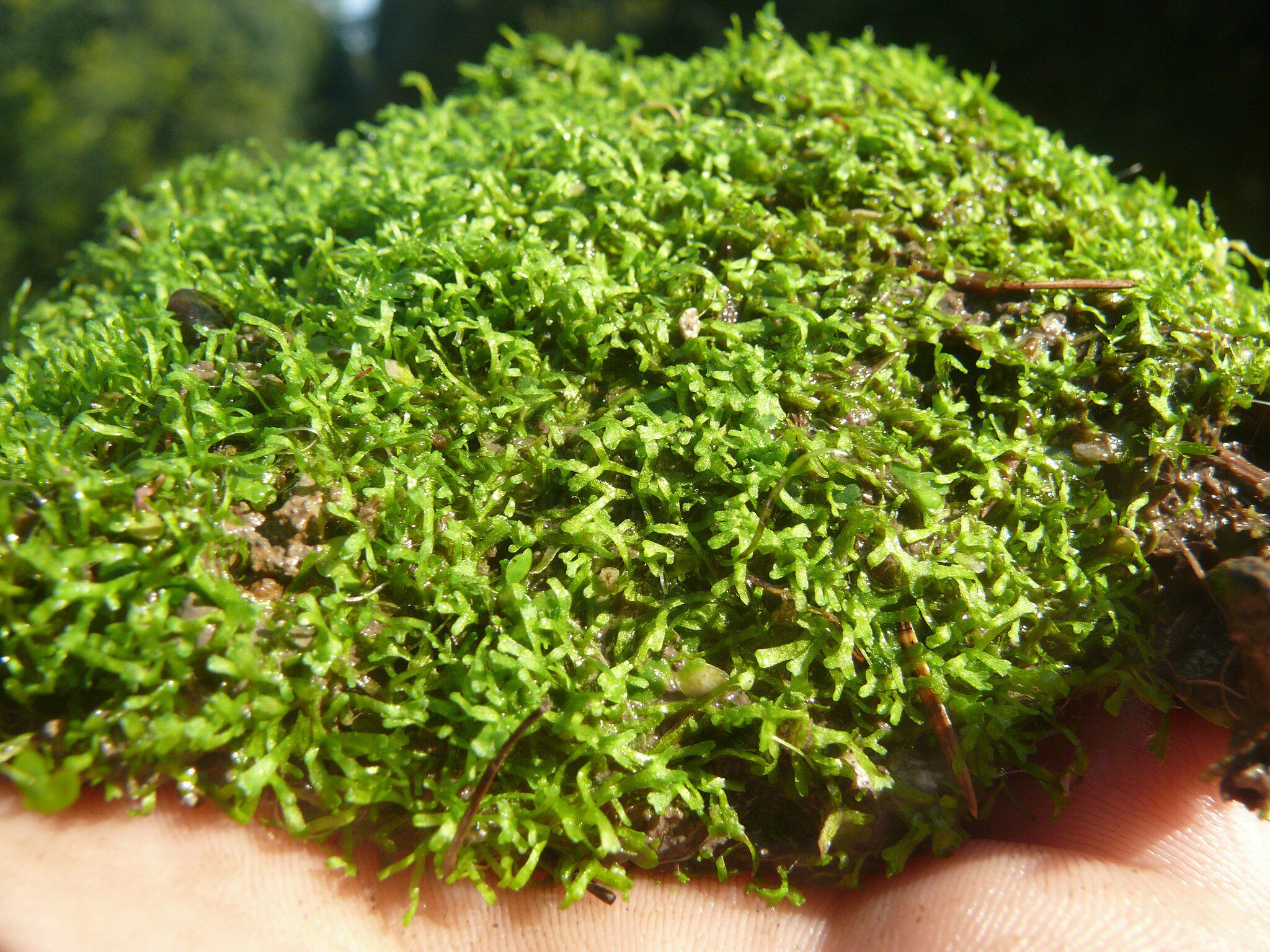 Gros plan des fluans de Riccia, également connue sous le nom de Crystalwort