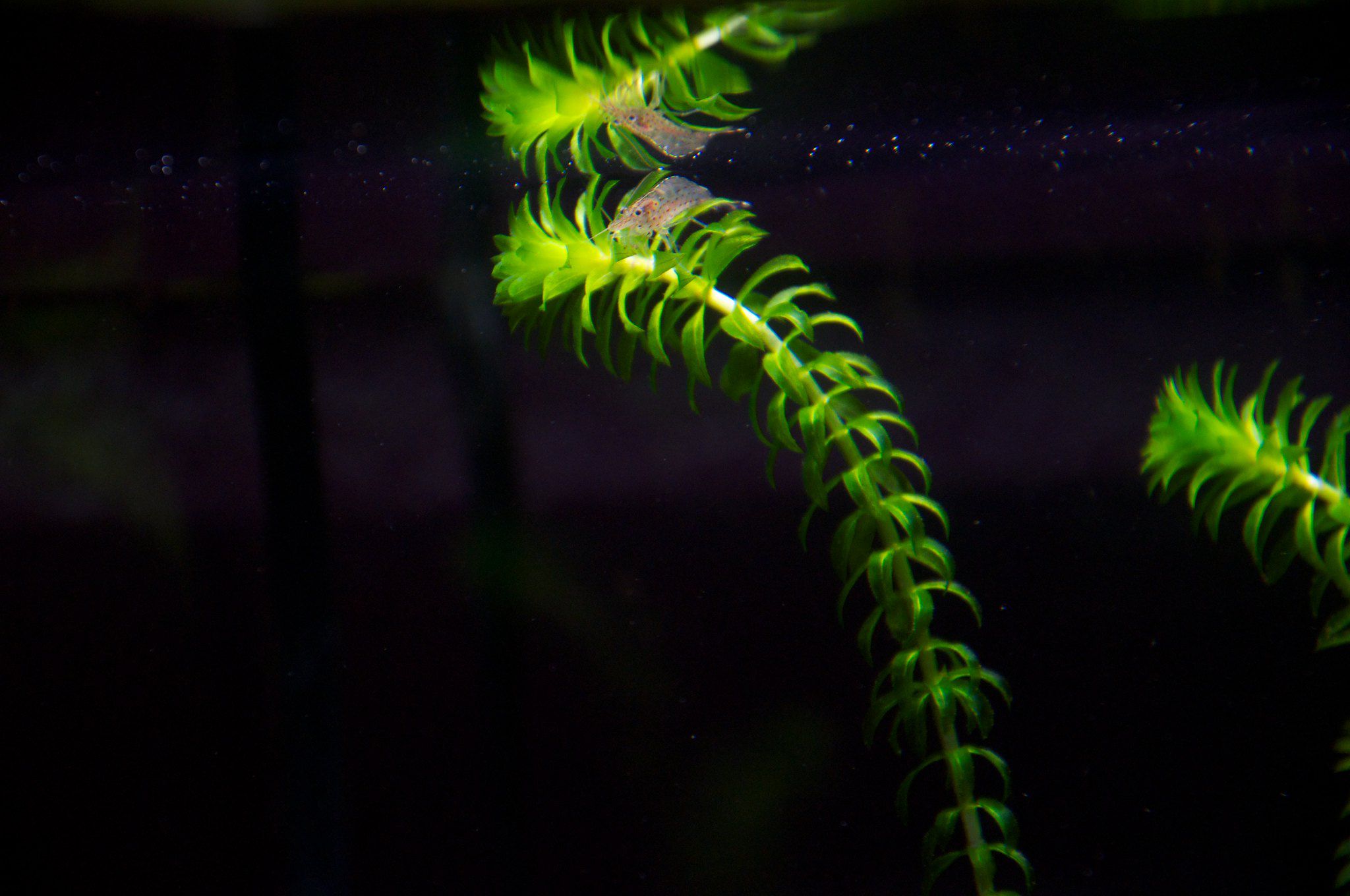 Crevettes amano sur un morceau d'anacharis
