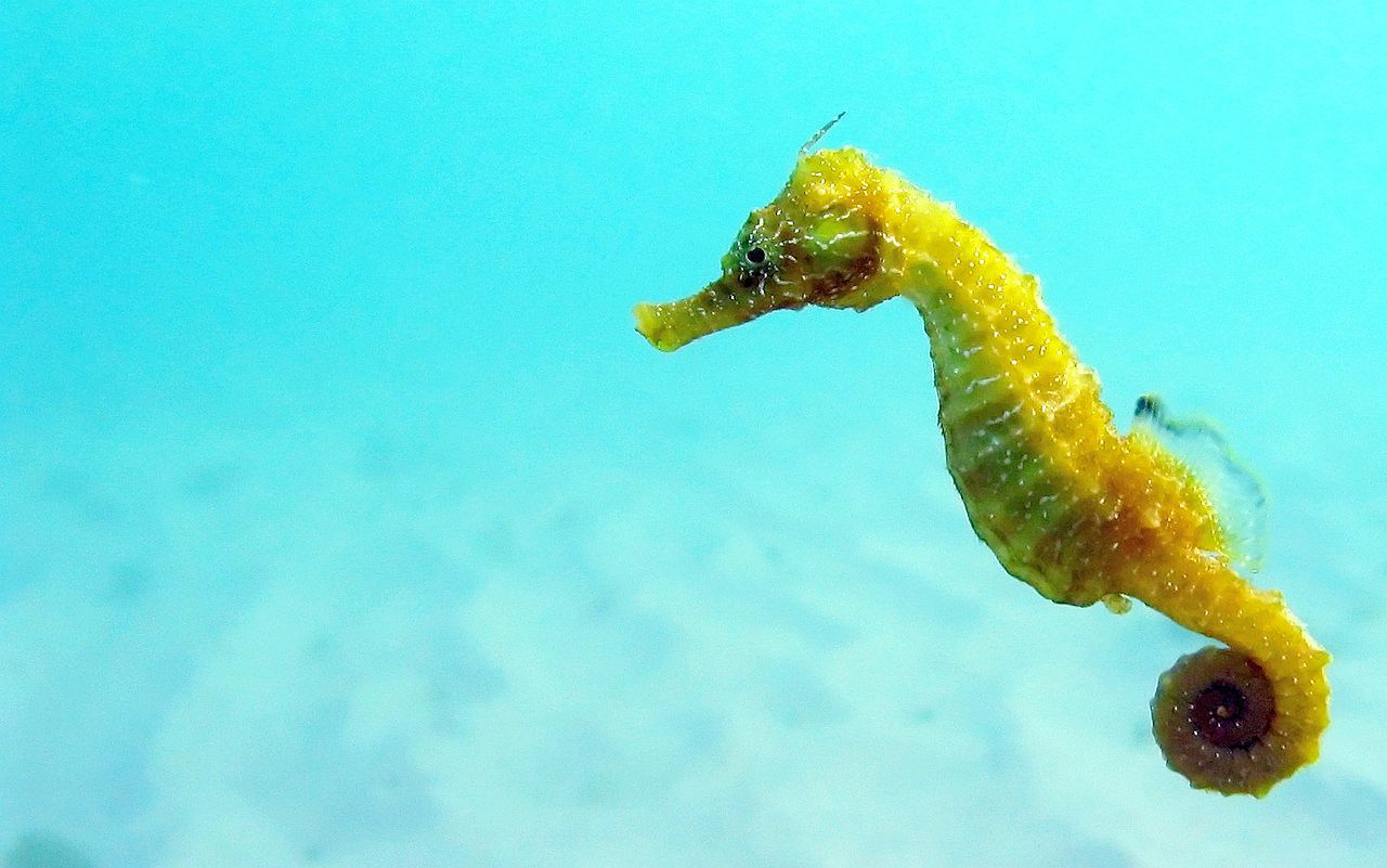 8 bestioles d'aquarium les plus mignonnes dans la mer