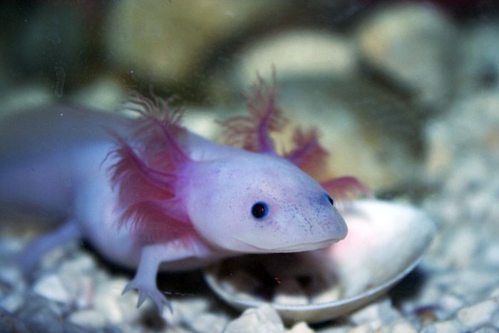 8 bestioles d'aquarium les plus mignonnes dans la mer