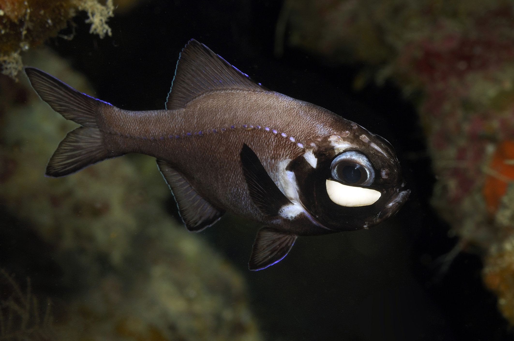 Poisson de lampe de poche