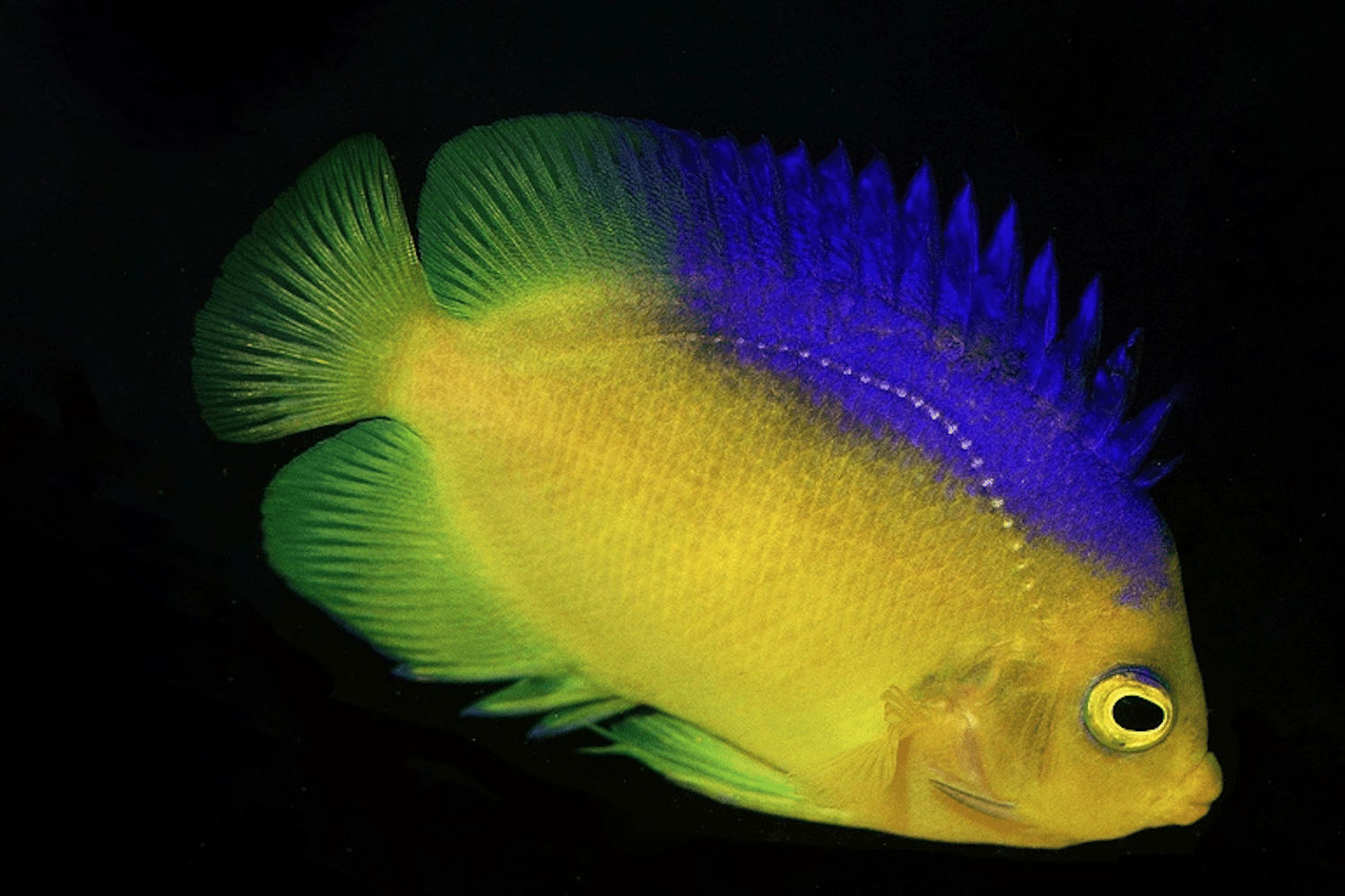 Colin's Angefish
