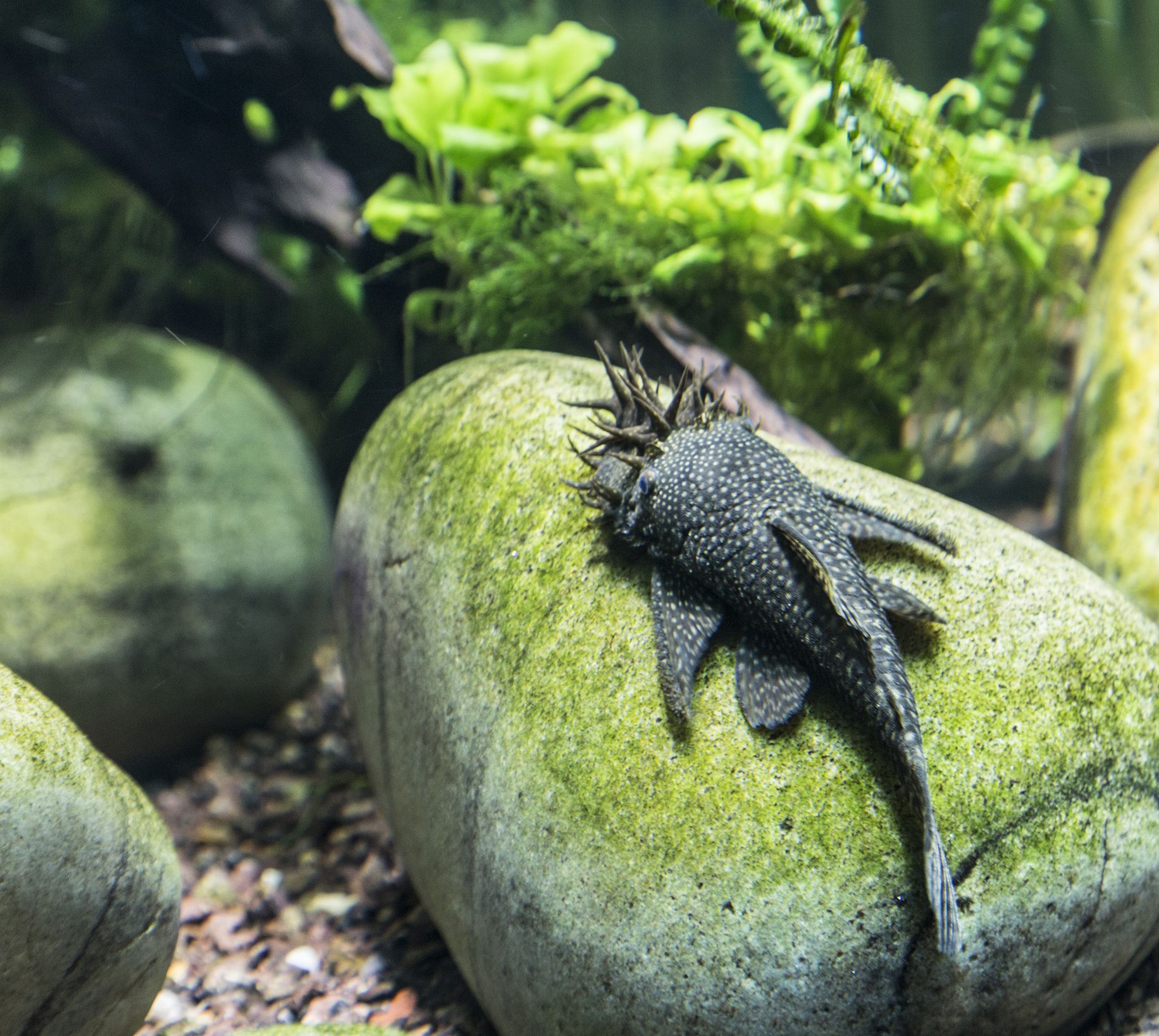 Bristlenose Pleco sur un rocher