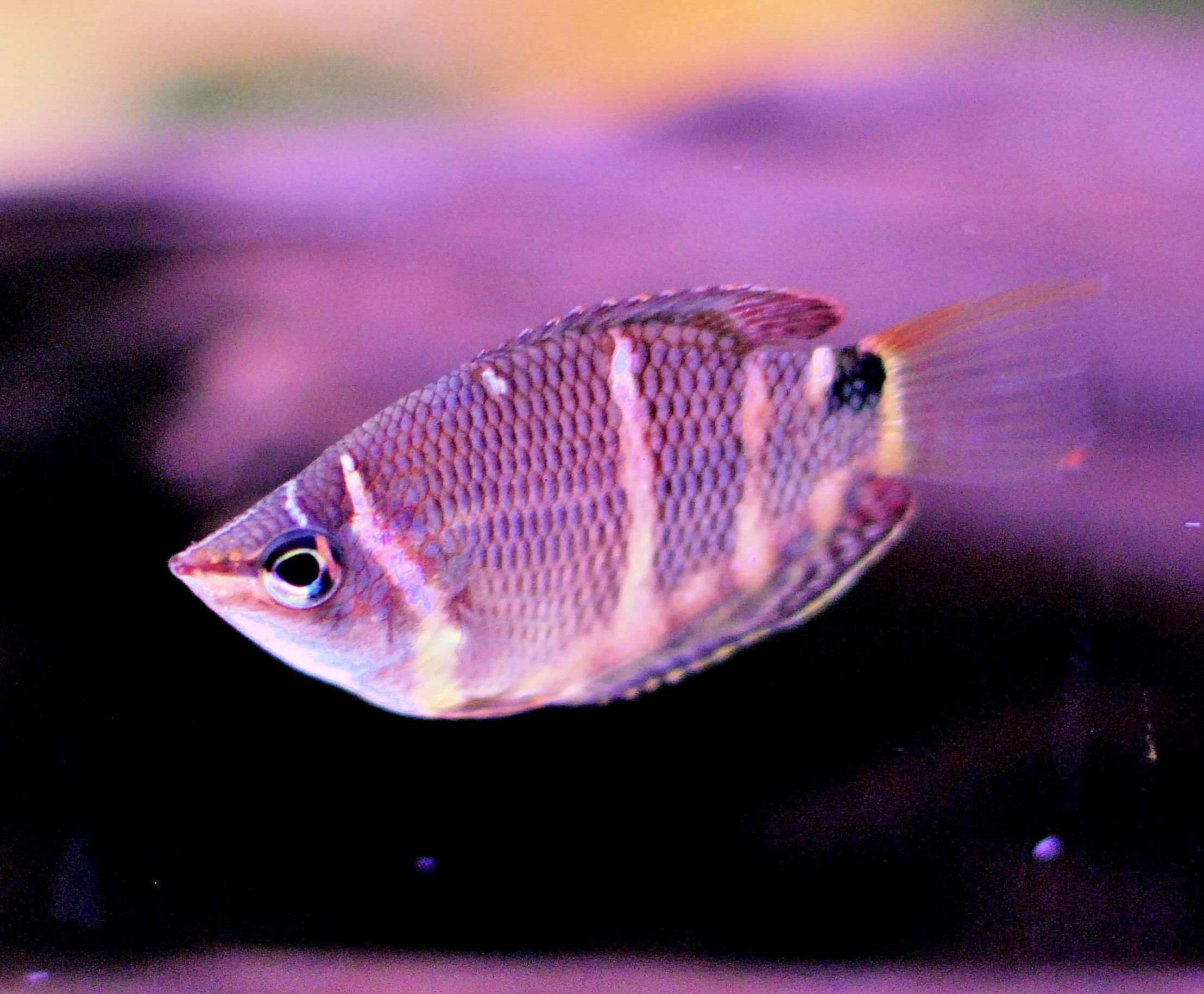 Chocolate Gourami (Sphaerichthys Osphormenoides)