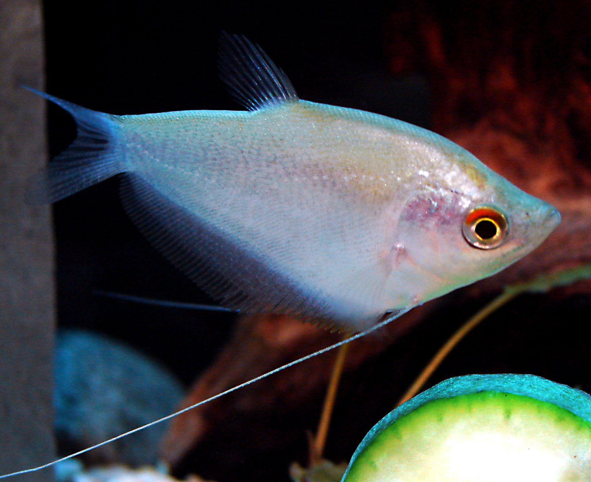 Gourami au clair de lune
