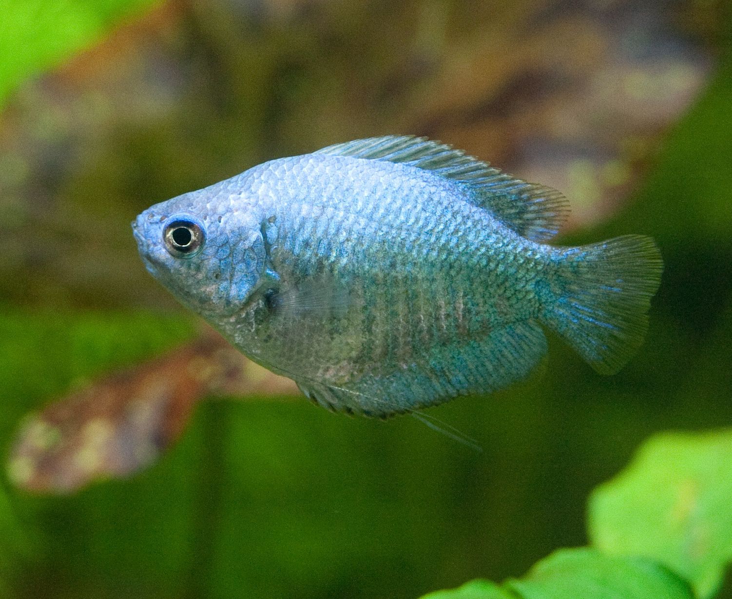 Nain bleu poudre gourami