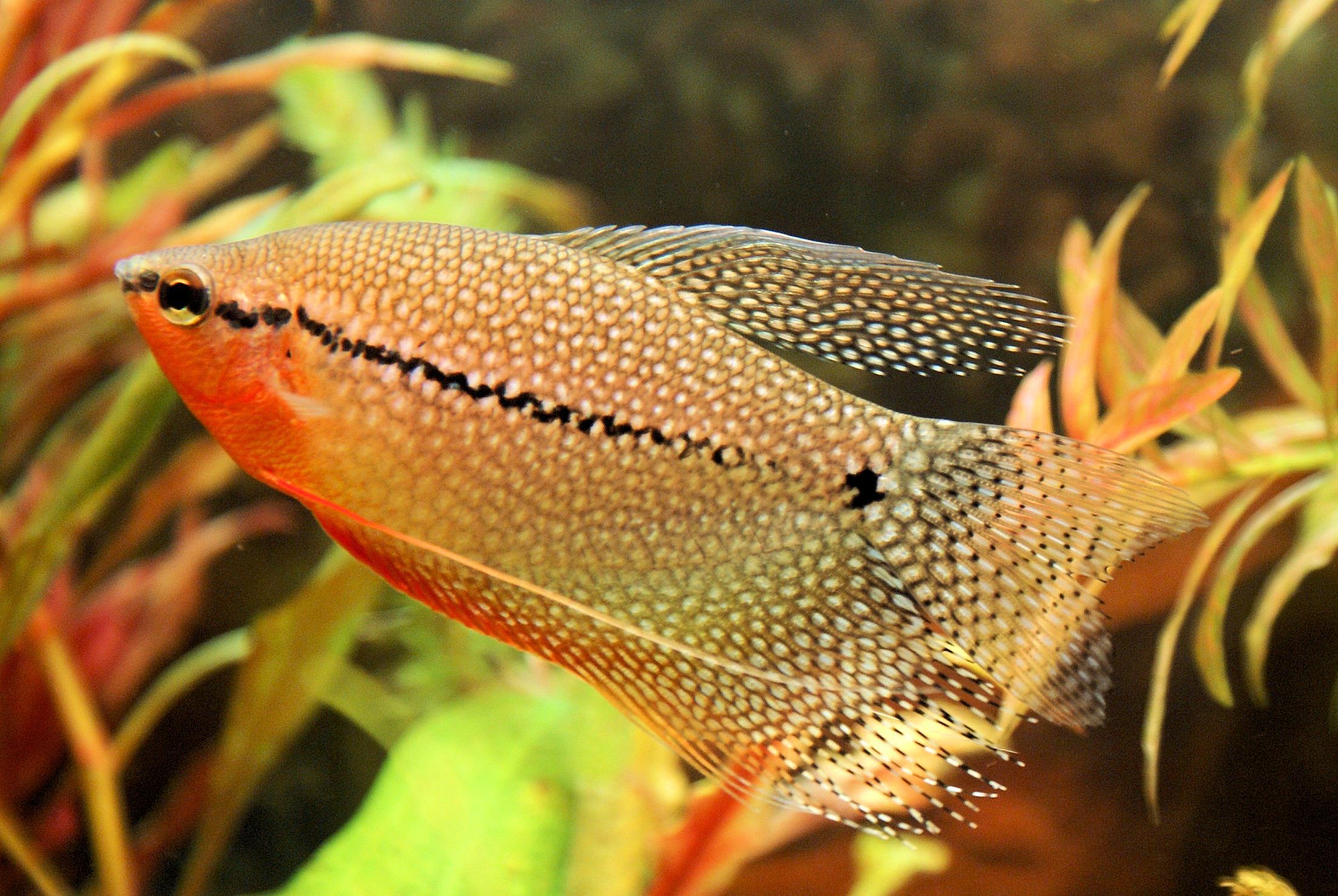 Gourami perlé