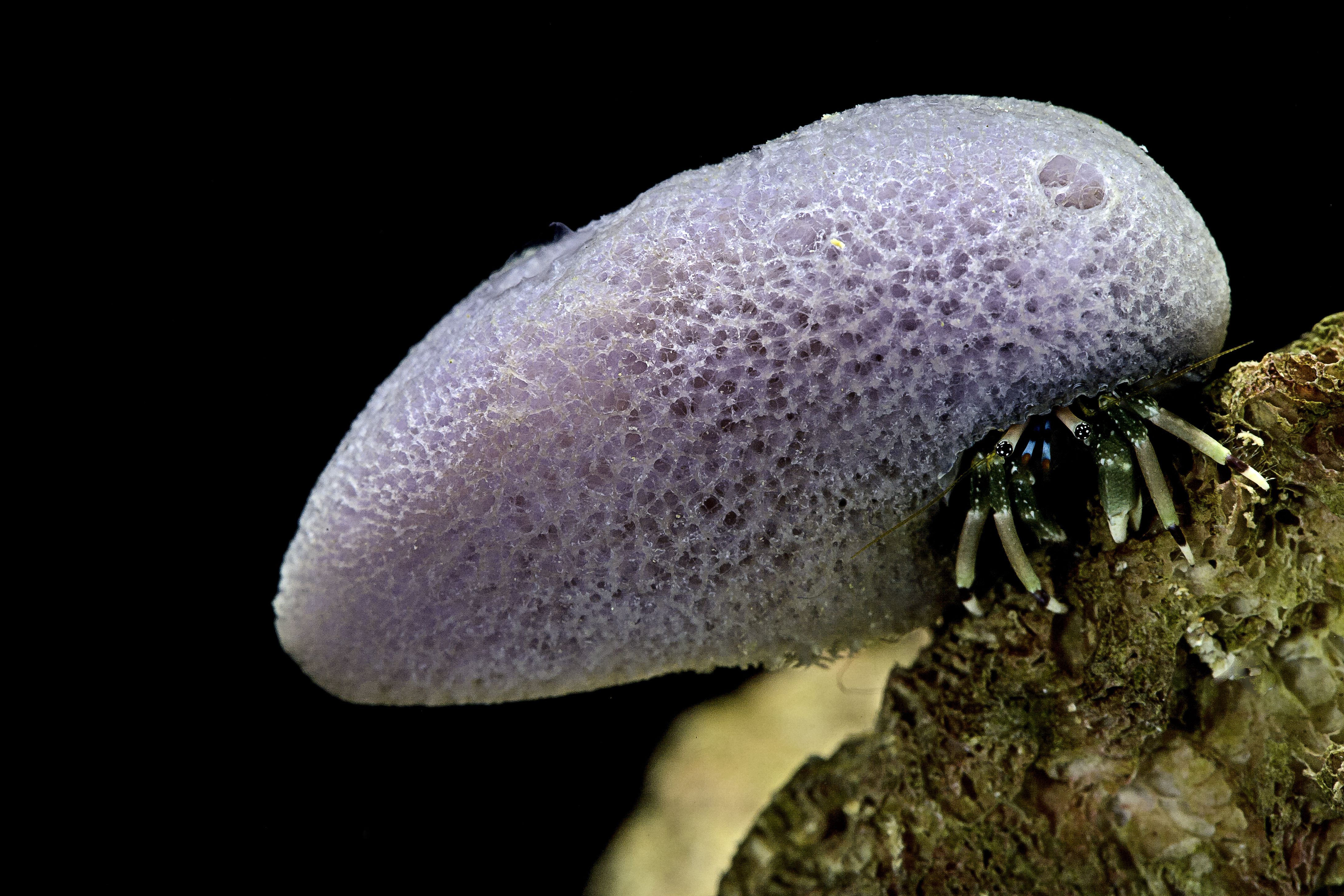 CalciCinus laevimanus (ermite hawaïenne, crabe ermite zébré naine) - avec éponge