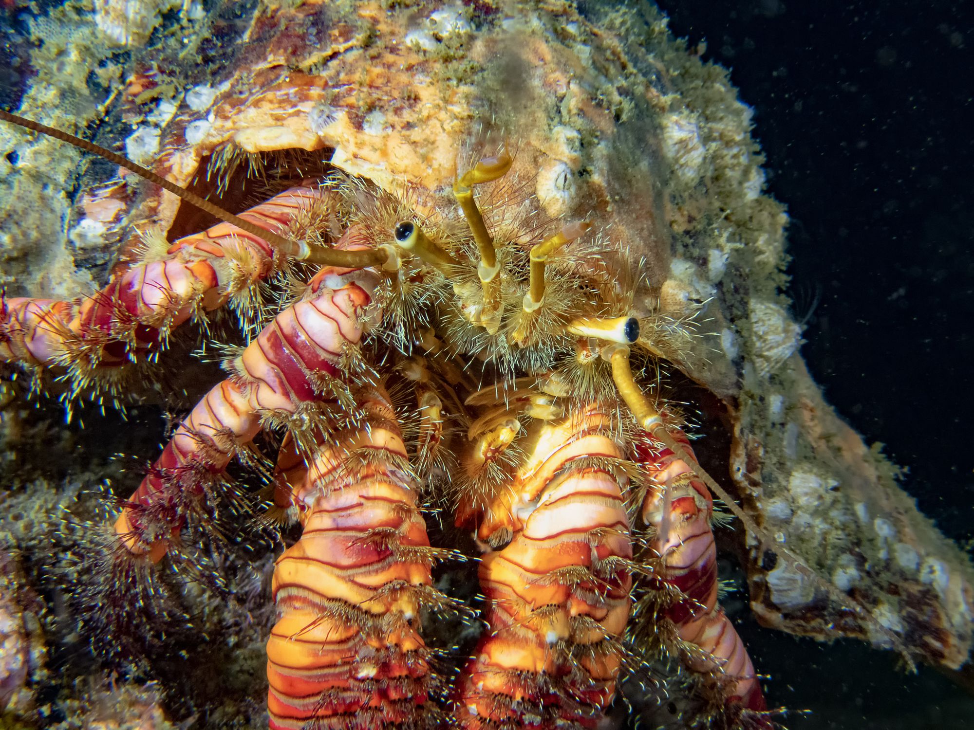 Crabe ermite élégante