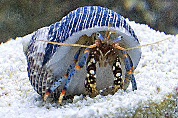 crabe ermite de jambe bleue