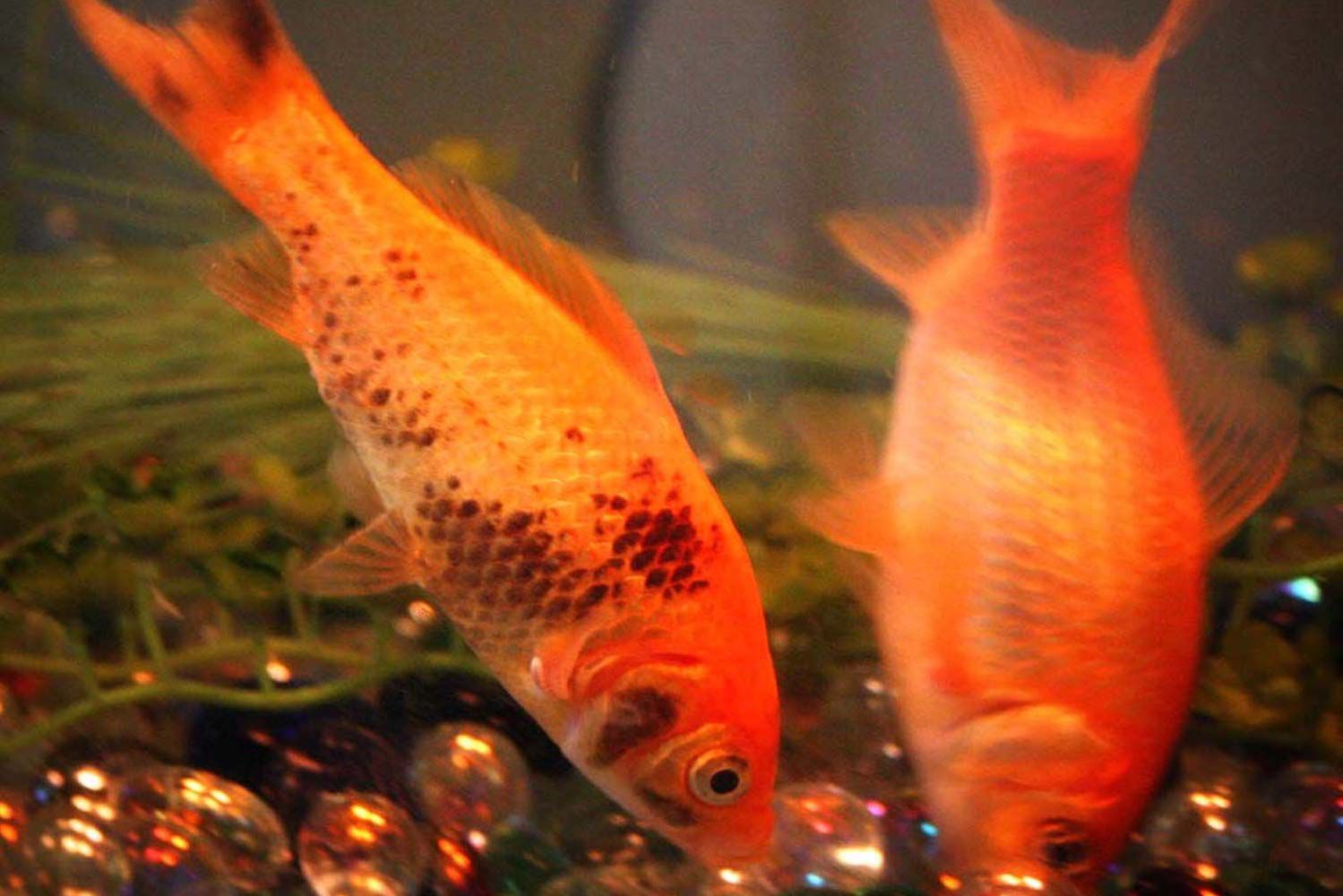Poisson avec des brûlures d'ammoniac