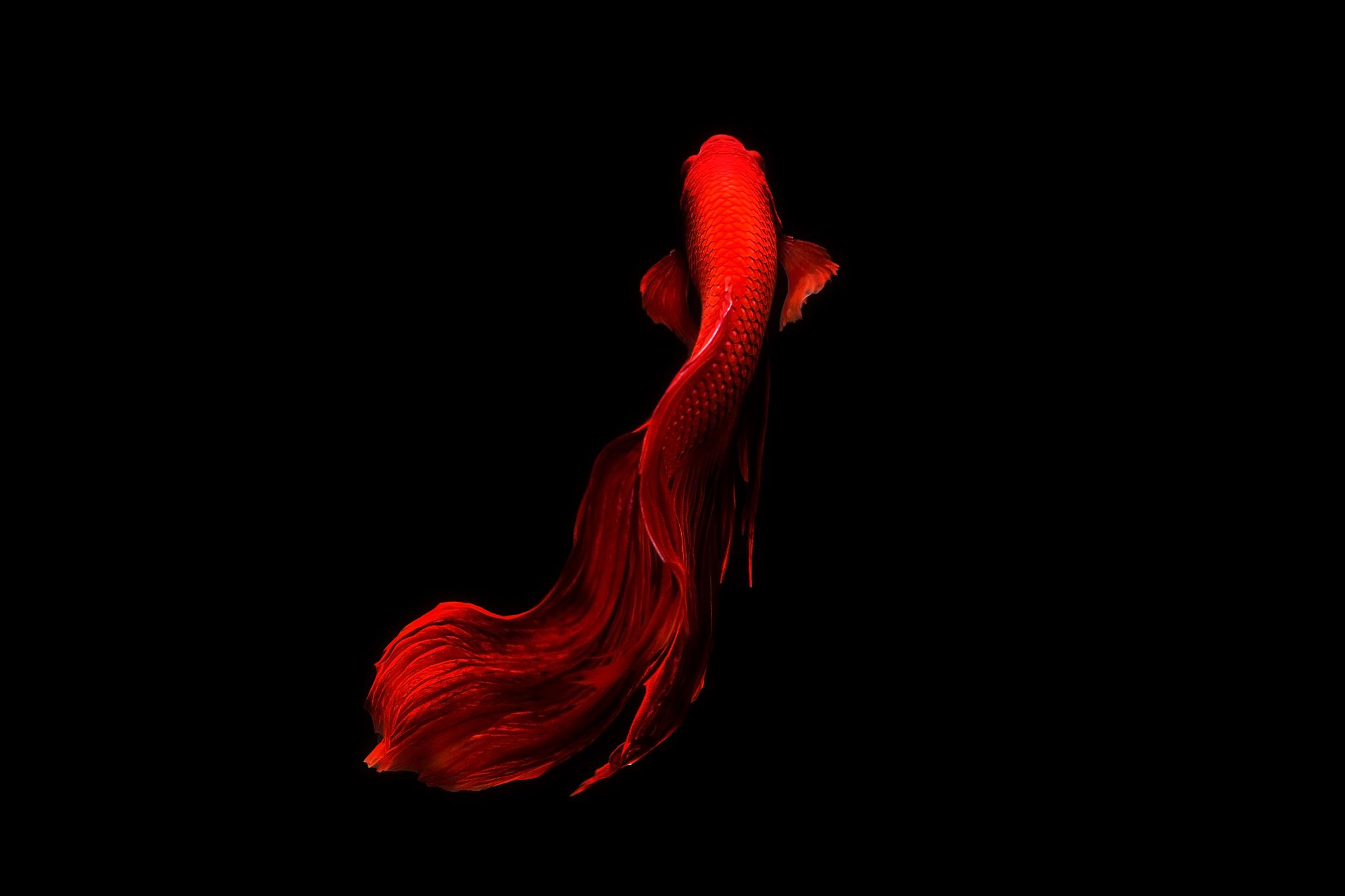 Betta Fish avec une bonne condition corporelle