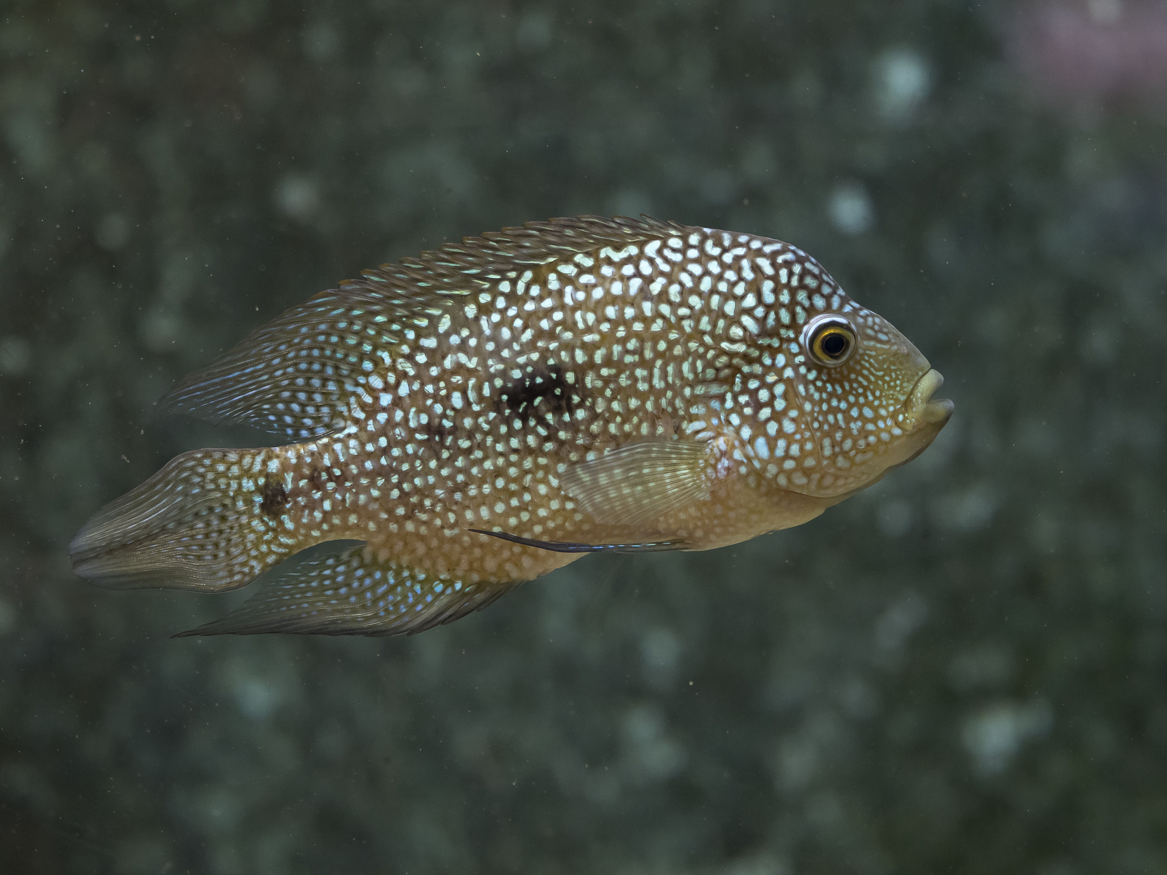 The Fish Texas Cichlid (Cichlasoma cyanoguttatum). Originaire d'Amérique du Nord.