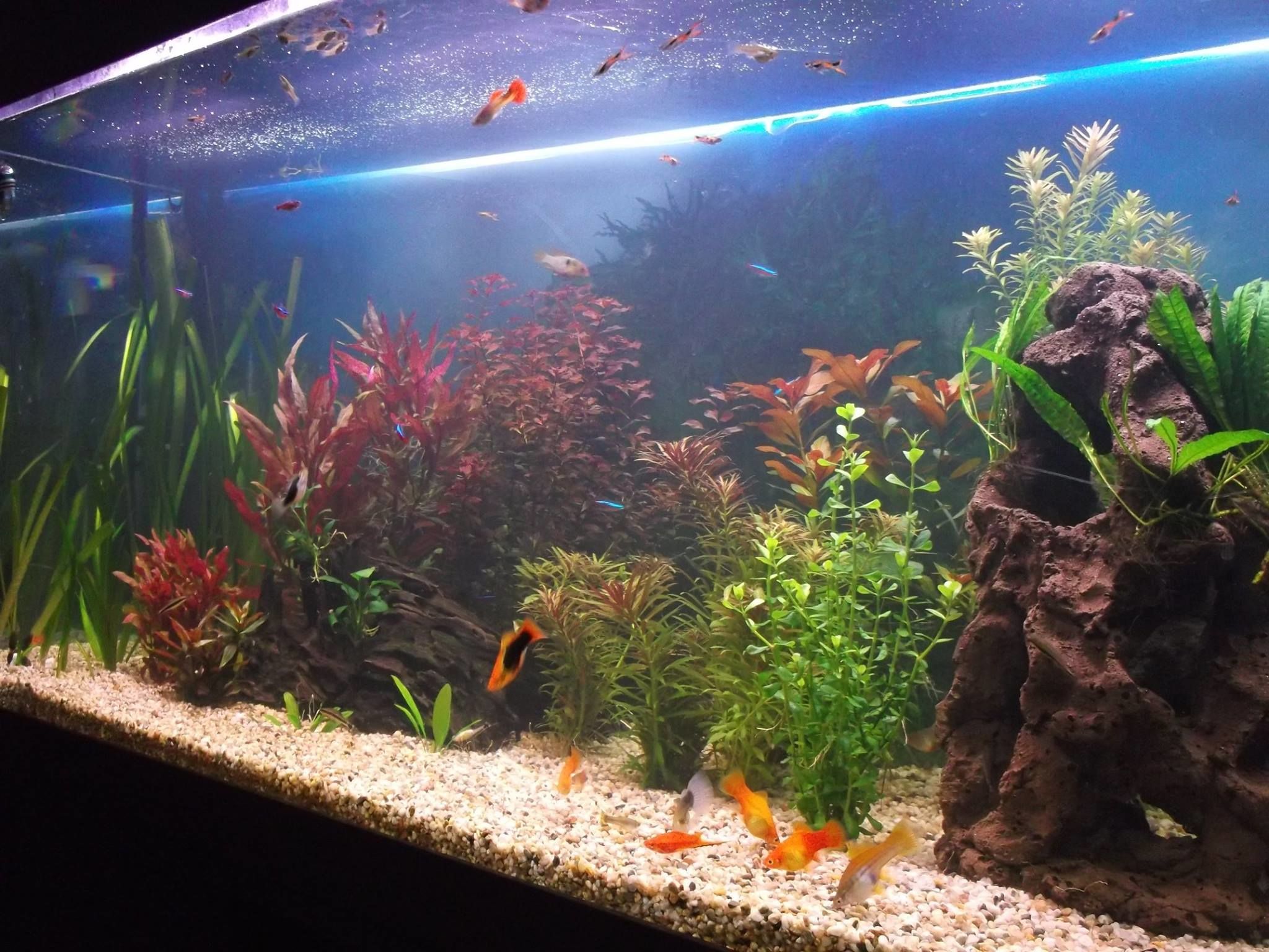 Poisson nageant dans l'aquarium