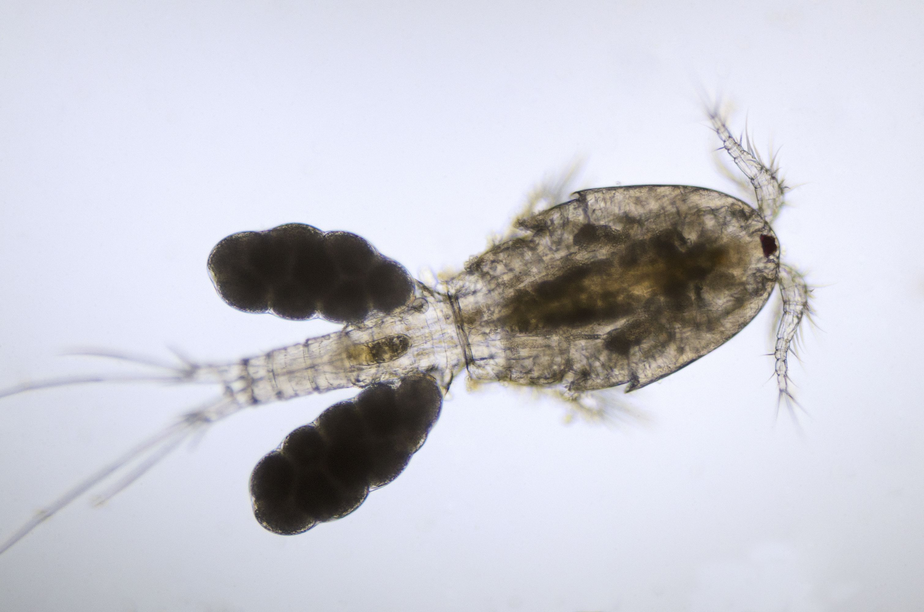 micrographie copépode