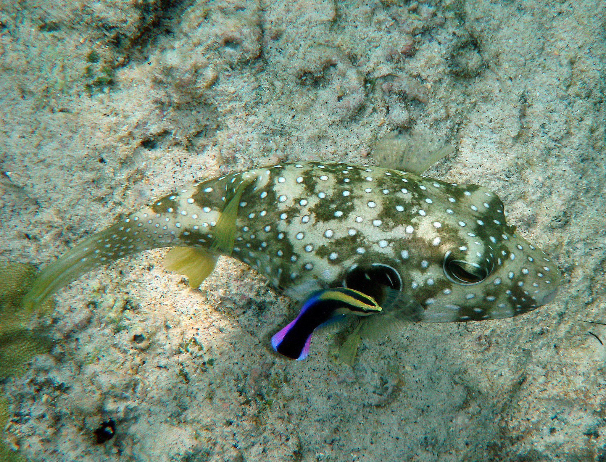 Puffer à taches blanches (Arothron Hispidus) nettoyée par Wrasse Hawaiian Cleaner (Labroides Phthirophage).