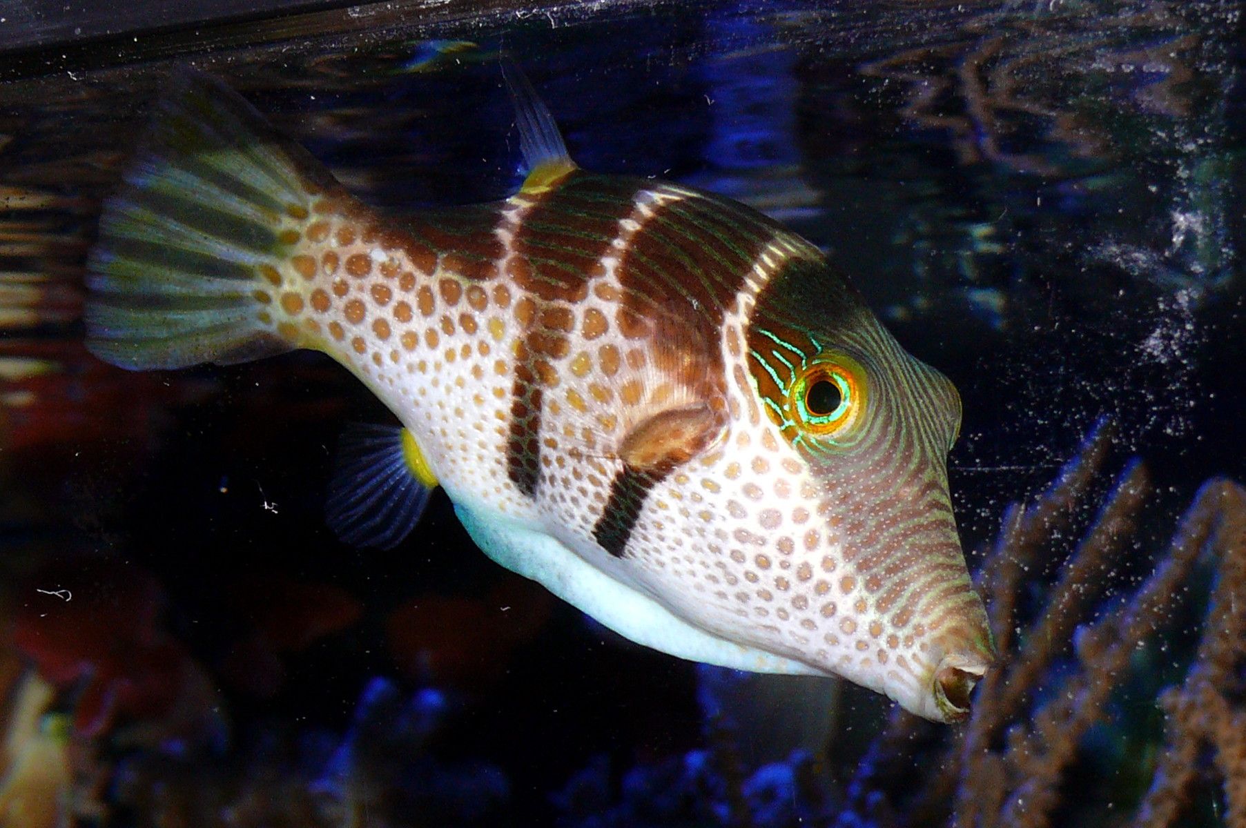 Valentini & # 39; s Sharpnose Puffer (Cantthigaster Valentini)