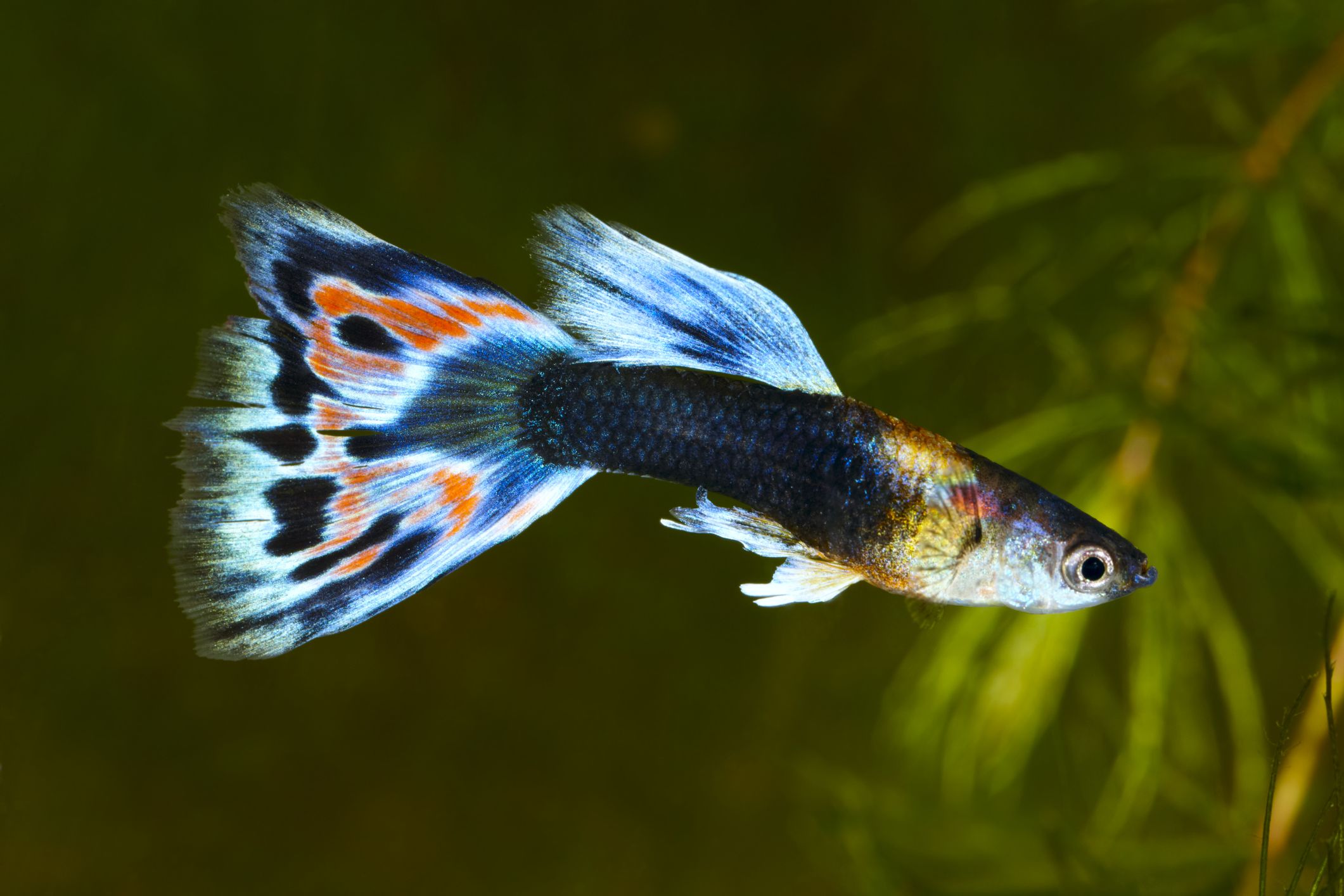 Guppy fantaisie