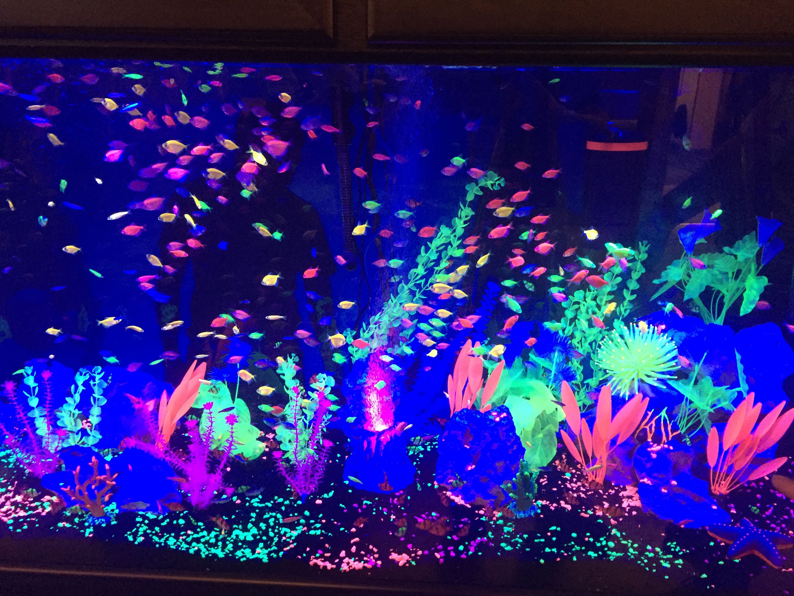 Réservoir Glofish®