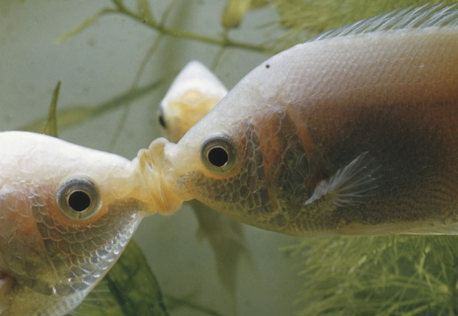 Poisson Gourami s'embrassant