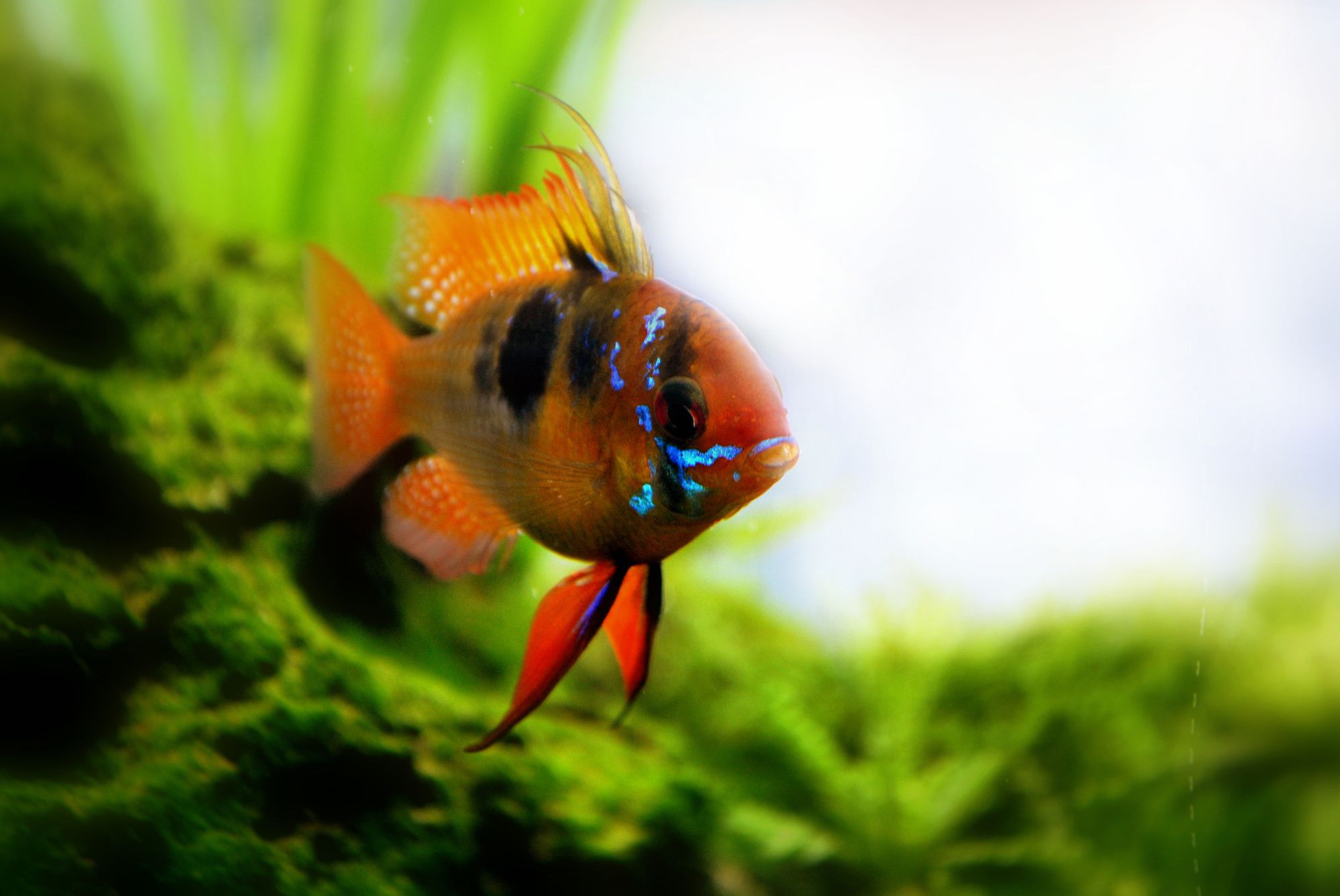 Béliers bleus allemands