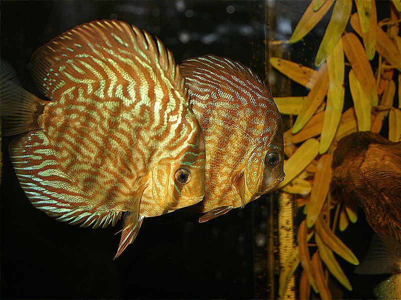 Roi des poissons d'eau douce, le Discus