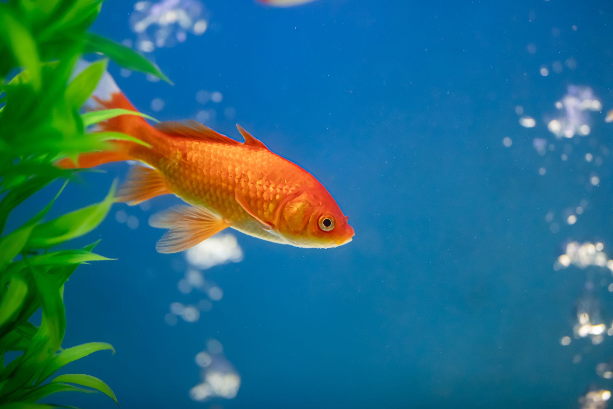 Poisson rouge comète dans un aquarium